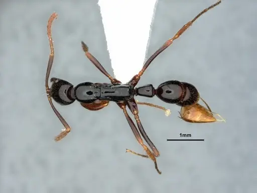 Leptogenys consanguinea - CASENT0844541