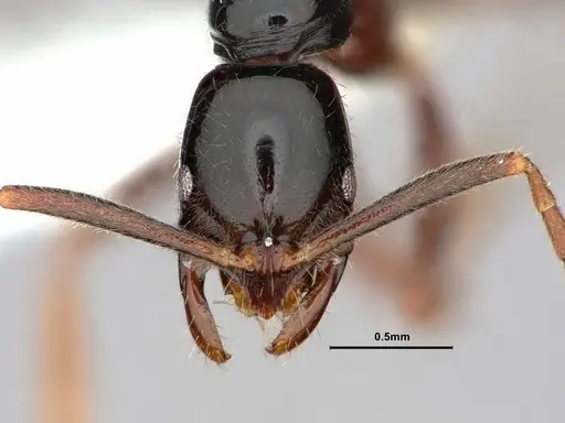 Leptogenys consanguinea - CASENT0844541