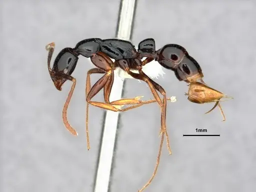 Leptogenys consanguinea - CASENT0844541