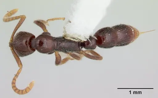 Leptogenys cordoba specimen