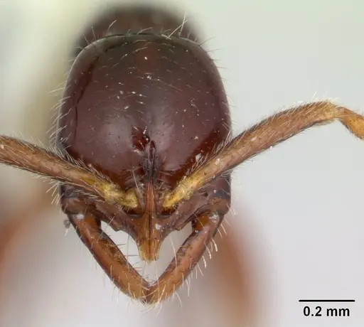 Leptogenys cordoba specimen