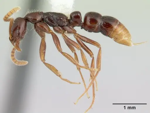 Leptogenys cordoba specimen