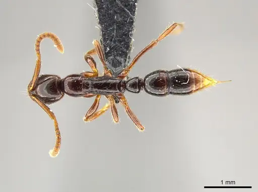 Leptogenys cordoba - CASENT0640473