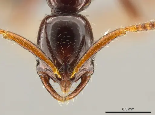 Leptogenys cordoba - CASENT0640473