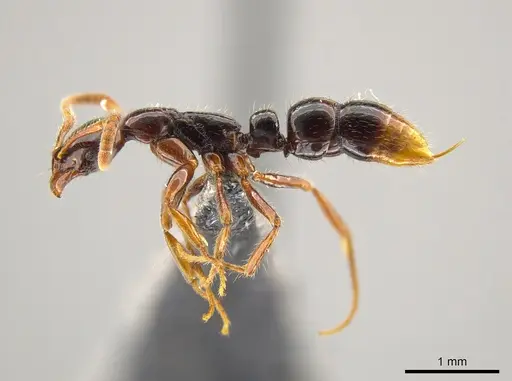 Leptogenys cordoba - CASENT0640473