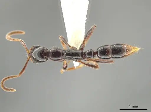 Leptogenys cordoba - CASENT0640961