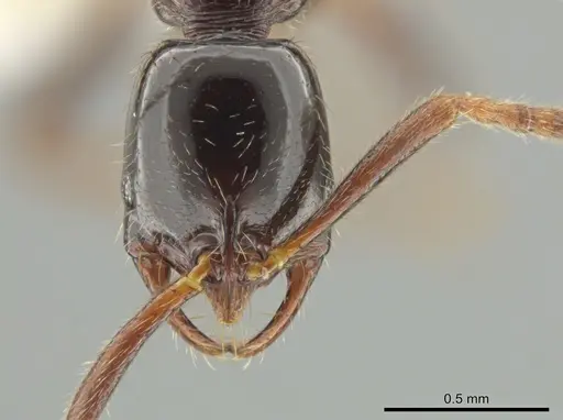 Leptogenys cordoba - CASENT0640961