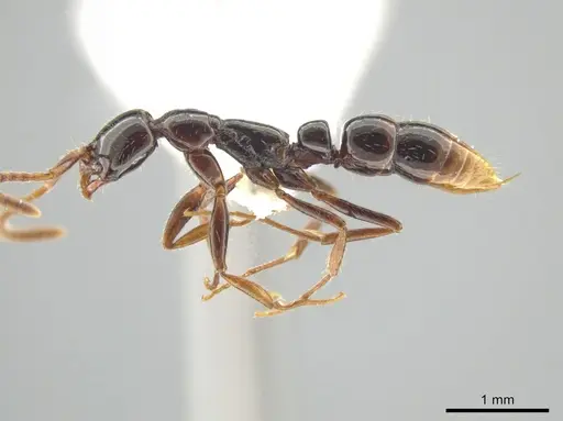 Leptogenys cordoba - CASENT0640961