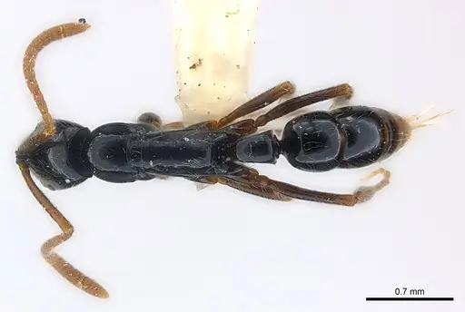 Leptogenys corniculans specimen