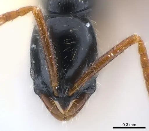 Leptogenys corniculans specimen