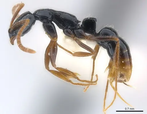 Leptogenys corniculans specimen