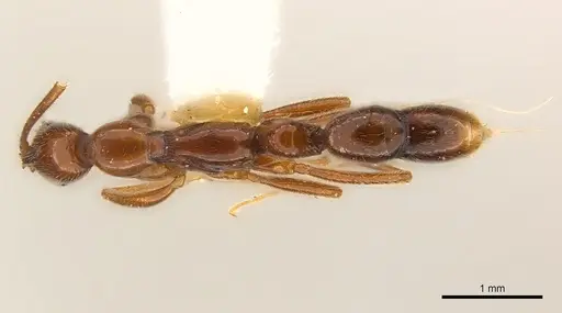 Leptogenys cracens specimen