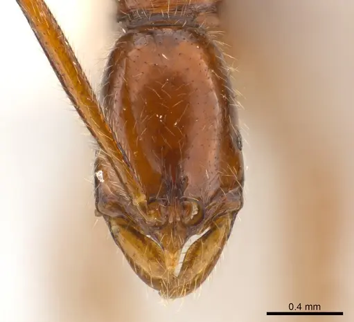 Leptogenys cracens specimen