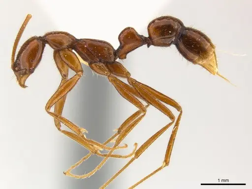 Leptogenys cracens specimen
