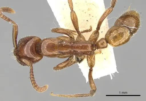 Leptogenys crassicornis specimen