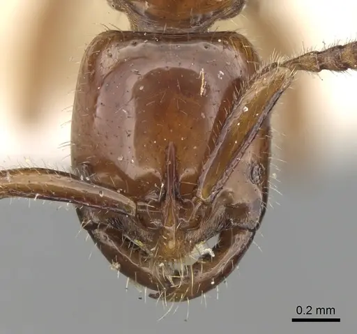 Leptogenys crassicornis specimen