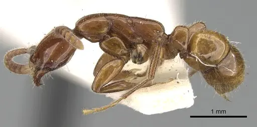 Leptogenys crassicornis specimen