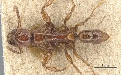 Leptogenys crassicornis - CASENT0903953