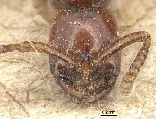 Leptogenys crassicornis - CASENT0903953