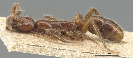 Leptogenys crassicornis - CASENT0903953