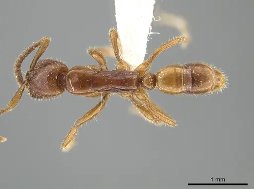 Leptogenys crassicornis - ZRC