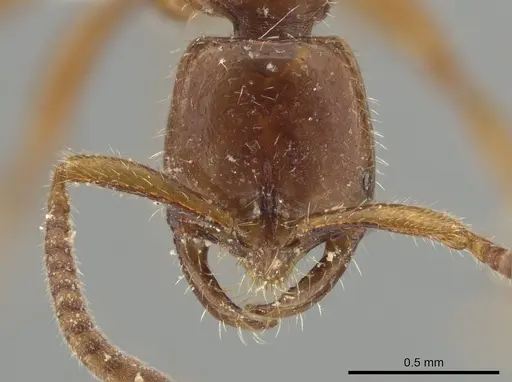 Leptogenys crassicornis - ZRC