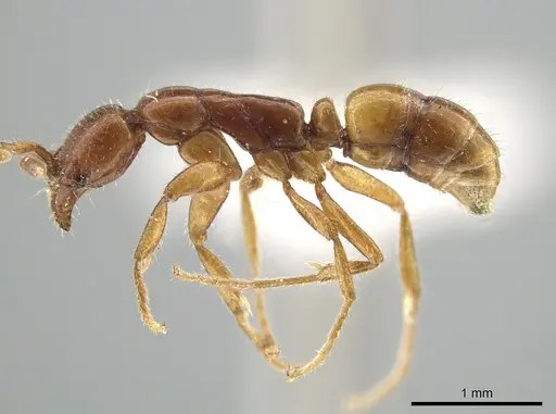 Leptogenys crassicornis - ZRC