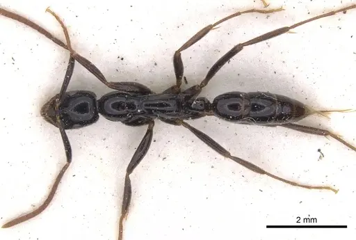 Leptogenys crassinoda specimen