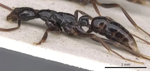 Leptogenys crassinoda specimen