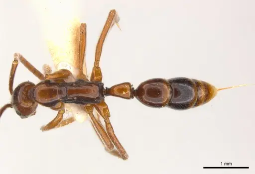 Leptogenys crudelis specimen