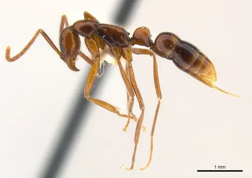 Leptogenys crudelis specimen