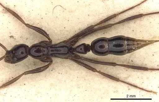 Leptogenys crudelis - CASENT0901358