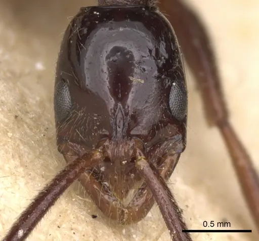 Leptogenys crudelis - CASENT0901358