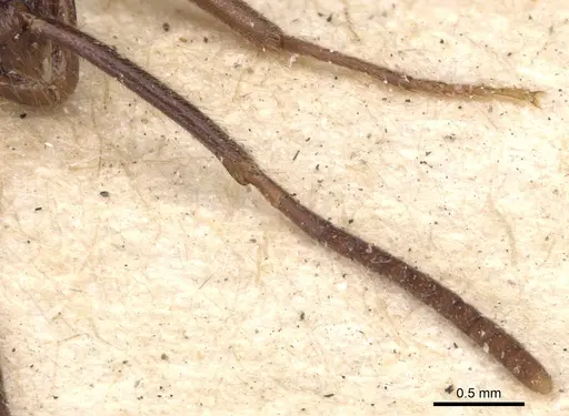 Leptogenys crudelis - CASENT0901358