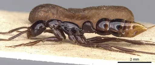 Leptogenys crudelis - CASENT0901358