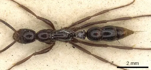 Leptogenys crudelis - CASENT0902625