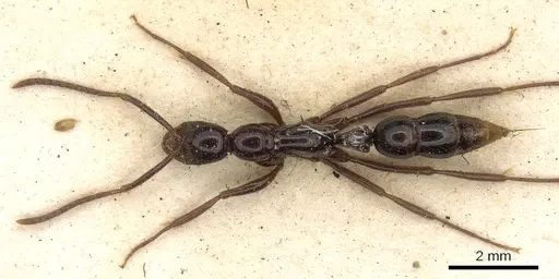 Leptogenys crudelis - CASENT0902625