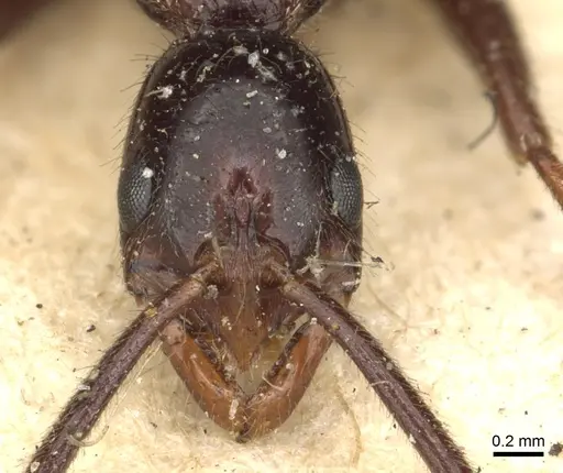 Leptogenys crudelis - CASENT0902625