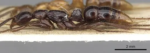 Leptogenys crudelis - CASENT0902625