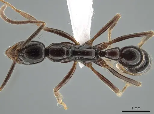 Leptogenys crudelis - DZUP549117