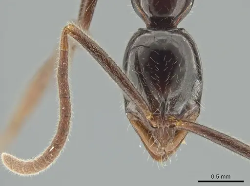 Leptogenys crudelis - DZUP549117