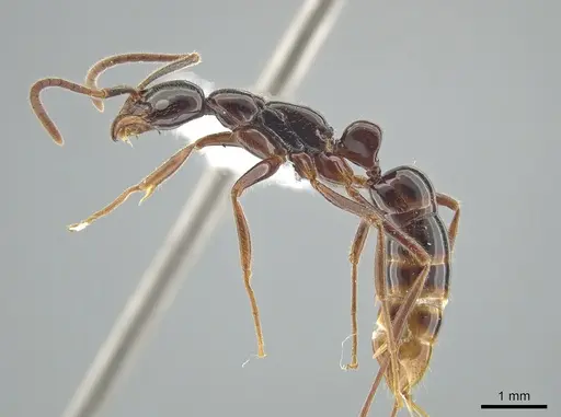 Leptogenys crudelis - DZUP549117