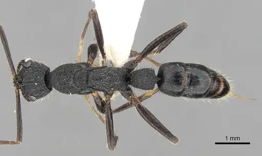 Leptogenys crustosa specimen