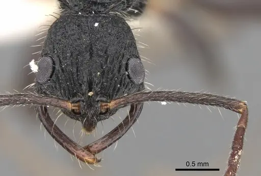 Leptogenys crustosa specimen