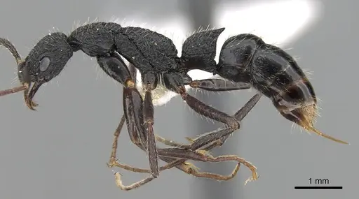 Leptogenys crustosa specimen