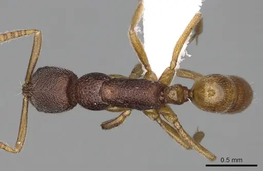 Leptogenys cryptica specimen