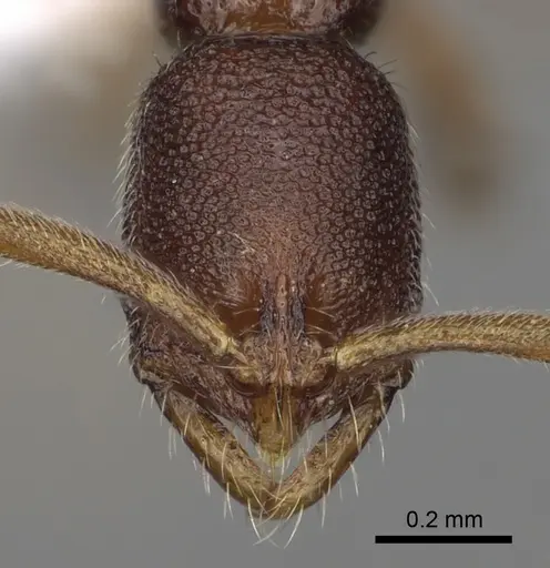 Leptogenys cryptica specimen