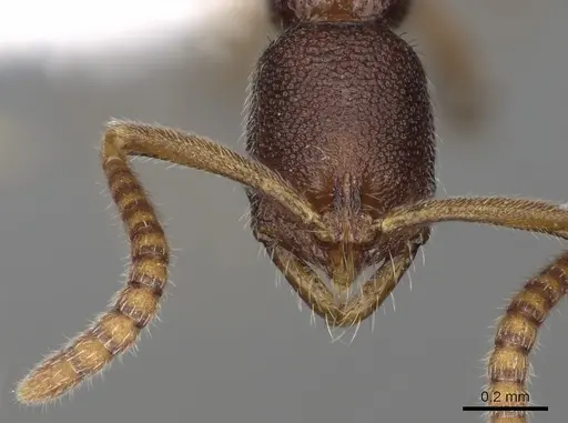 Leptogenys cryptica specimen