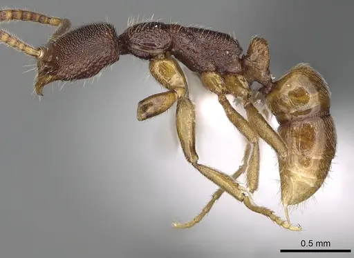 Leptogenys cryptica - CASENT0317006