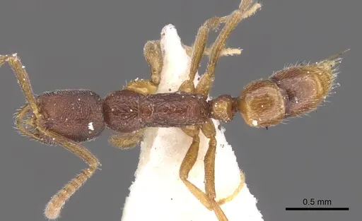 Leptogenys cryptica - CASENT0902590